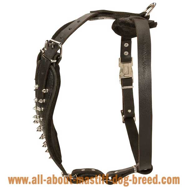 Comfortable Leather English Mastiff Harness