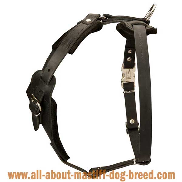 English Mastiff Leather Harness for Training