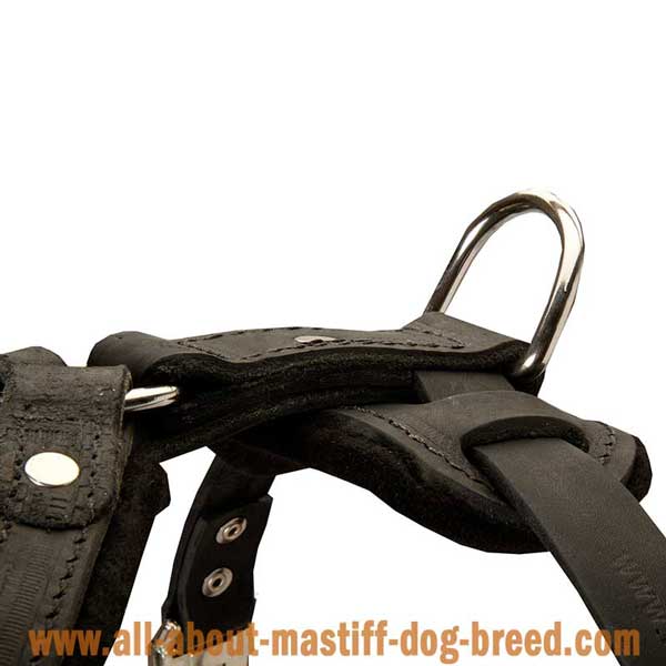 English Mastiff Leather Harness with Rust Resistant Hardware