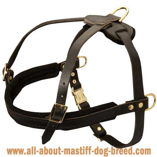 English Mastiff leather harness with wide straps