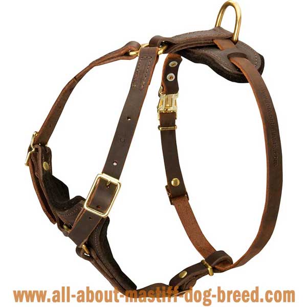 English Mastiff leather harness with flexible straps
