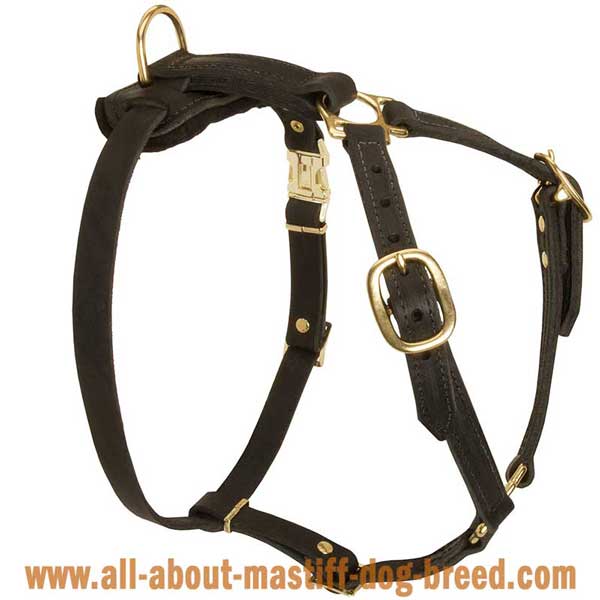 French Mastiff Dog Harness Leather with 4 Adjustable Straps