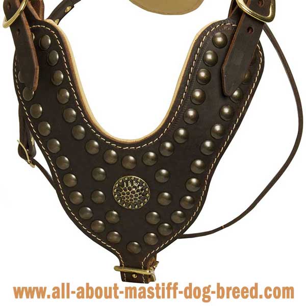 French Mastiff Leather Harness Stylish