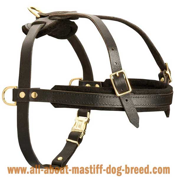 French Mastiff leather harness with wide straps