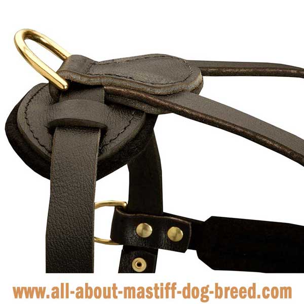 French Mastiff leather harness with extra side D-rings