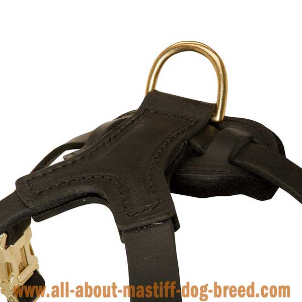 Awesome leather French Mastiff harness for walking in style