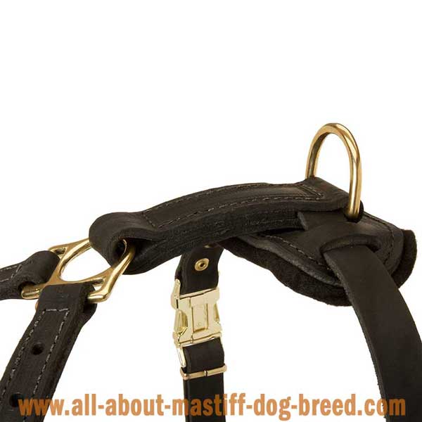 German Mastiff Dog Harness Leather Equipped with Strong  Brass Hardware
