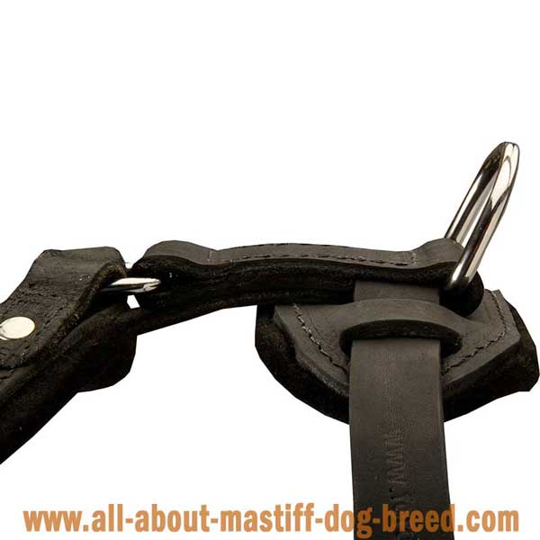 German Mastiff Leather Harness with Rust Resistant Hardware