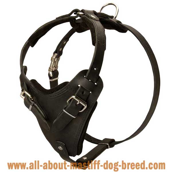 German Mastiff Leather Harness for Effective Training