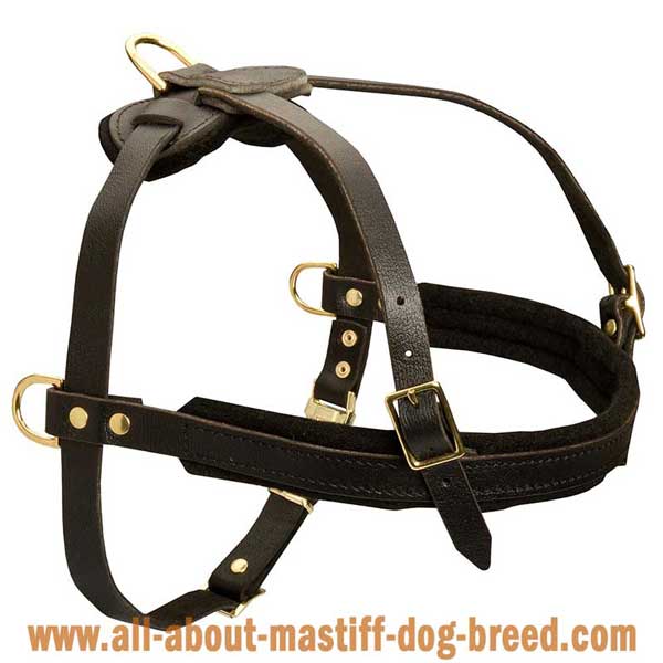  German Mastiff leather harness with flexible straps