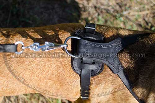 Training leather dog harness with strong D-ring
