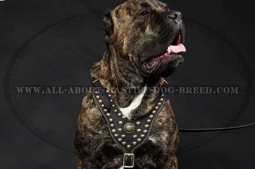 Cane Corso Leather Harness Studded