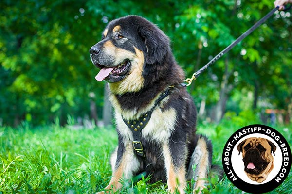 Mastiff harness with studded Y-shaped chest plate