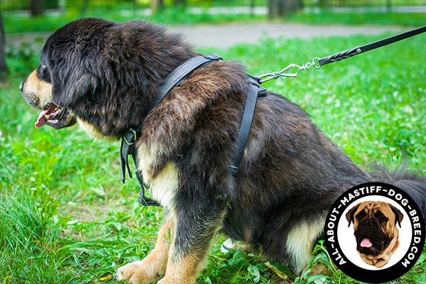 Leather Mastiff harness with adjustable straps