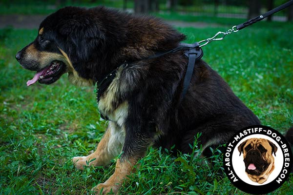 Leather Mastiff harness with adjustable straps