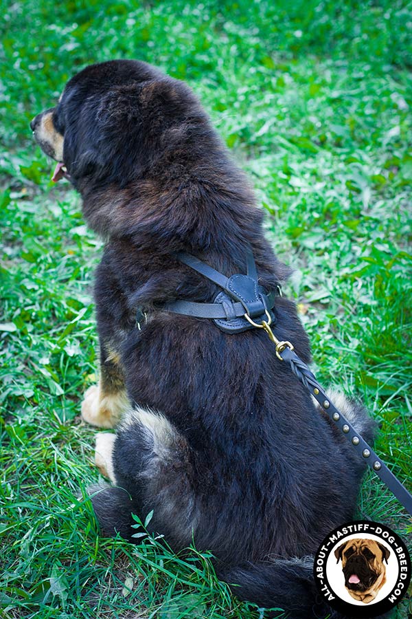 Mastiff leather harness with brass buckles