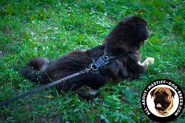 Mastiff harness with brass buckles