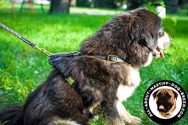 Strong Mastiff harness with brass buckles
