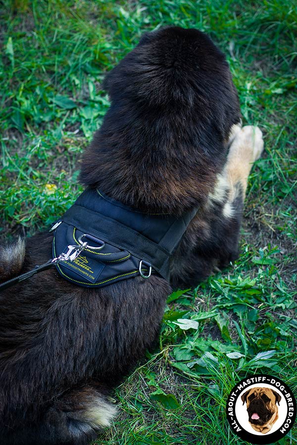 Nylon Mastiff harness with nickel plated hardware