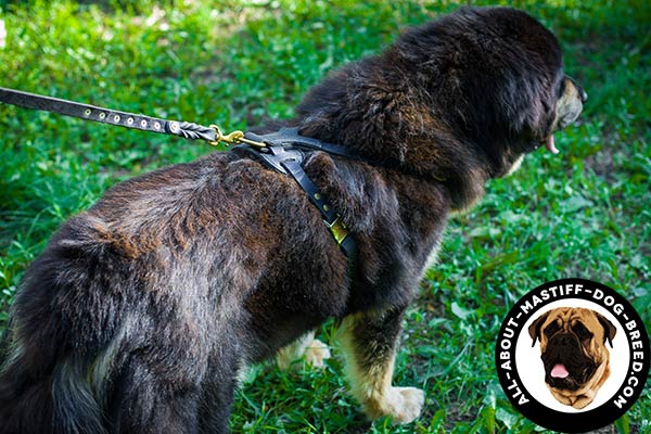 Tear-proof leather Mastiff harness