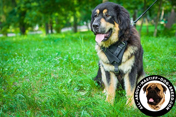 Leather Mastiff harness with wide straps