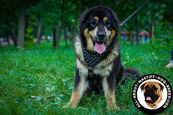 Mastiff leather harness with studded chest