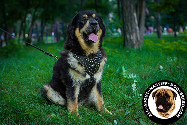 Decorated by hand leather Mastiff harness