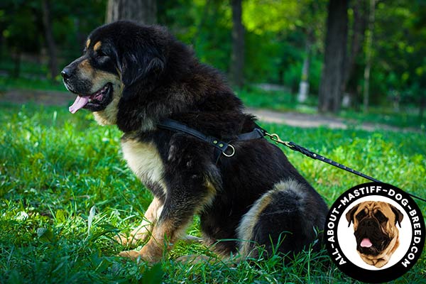 Pulling Mastiff harness made of genuine leather