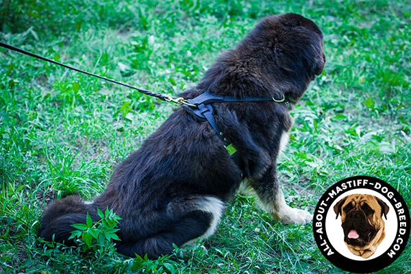 Walking leather Mastiff harness