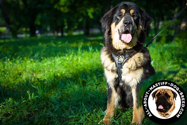 Functional leather Mastiff harness