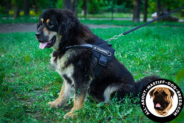 Walking Mastiff harness with reflective strap