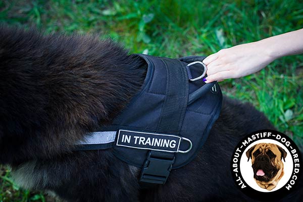 Comfy for Mastiff control nylon harness