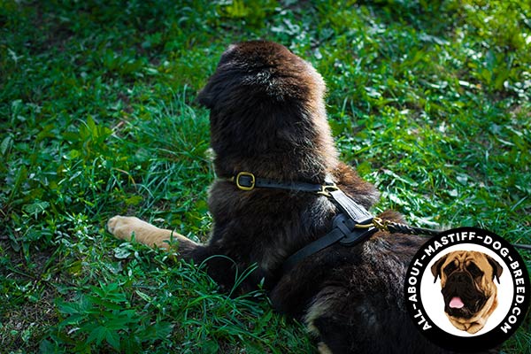 Anti-rubbing leather Mastiff harness