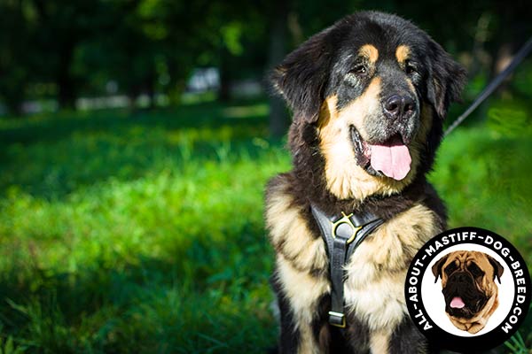 Leather Mastiff harness with protective chest plate