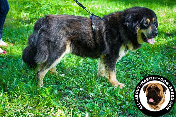 Flexible leather Mastiff harness