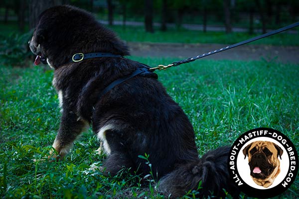 Adjustable leather Mastiff harness