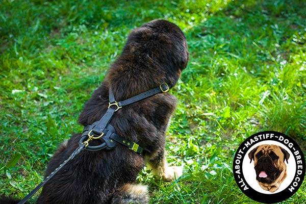 Leather Mastiff harness of easy adjustment
