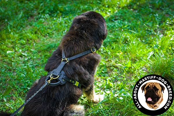 Leather Mastiff harness with brass buckles