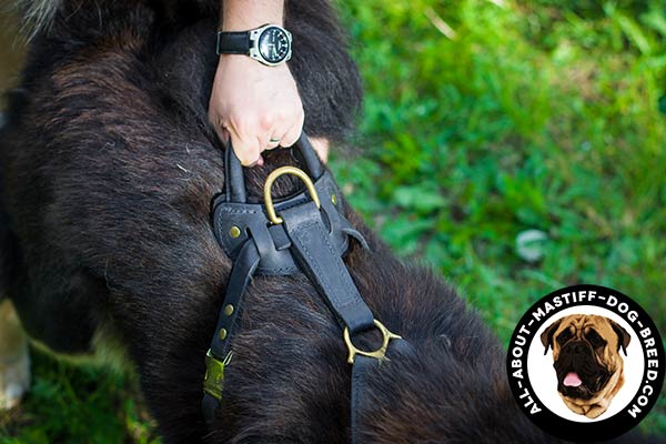 Reliable control leather Mastiff harness