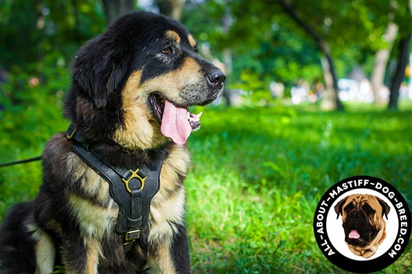 Padded with felt Mastiff harness