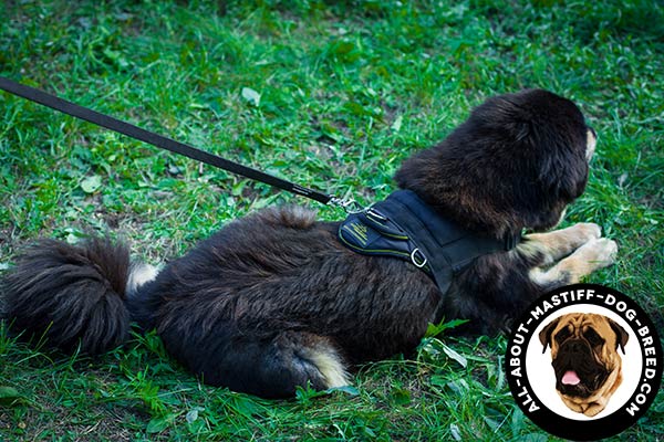 Lightweight nylon Mastiff harness