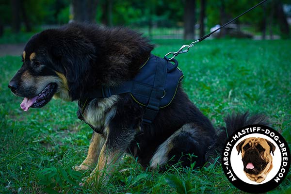 Mastiff harness with front and back plates