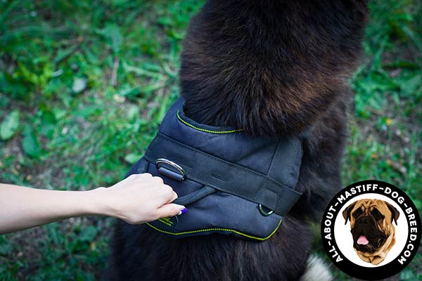 Comfy to hold nylon Mastiff harness