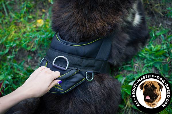 Nylon Mastiff harness with handle