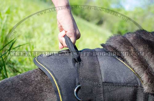 Mastino Napoletano Harness with Handle for Easy walking