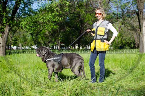 Mastino Napoletano Harness with Patches for Daily Training