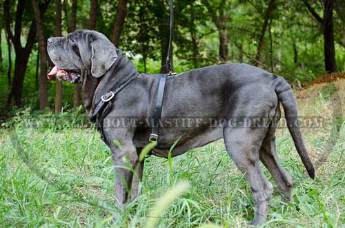 Mastino Napoletano Leather Harness Agitation Training