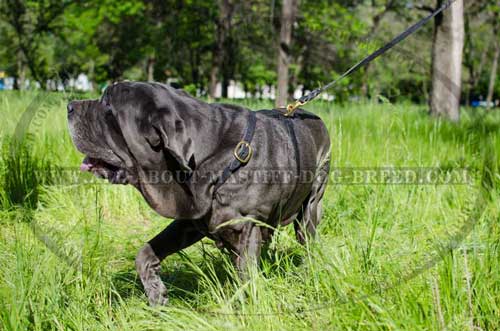 Mastino Napoletano non-rubbing leather harness 