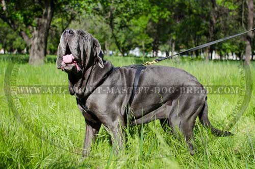 Mastino Napoletano non-stretching leather harness 