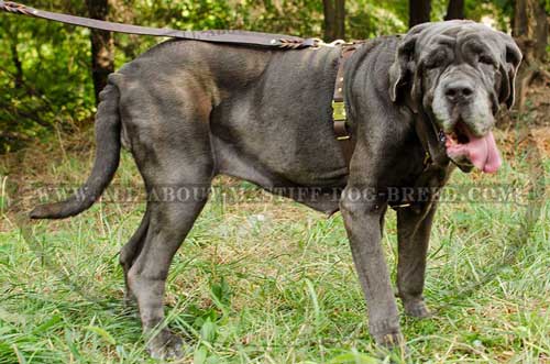 Realiable Mastino Napoletano harness for obedience training